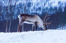 Download a free preview or high quality adobe illustrator ai, eps, pdf and high resolution jpeg versions. Did A Caribou Help Fly Santa S Sleigh Blog Nature Pbs