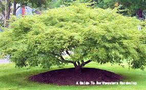 Acer palmatum 'amber ghost' japanese maple. A Guide To Northeastern Gardening Landscaping With Japanese Maples