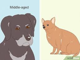 how to remove fatty tumors in dogs 8