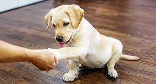 Click on small pic to make them bigger. What Is The Best Age To Start Training A Lab Puppy