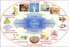 body and the roles of lipids in food