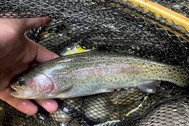 stocking a new strain of rainbow trout