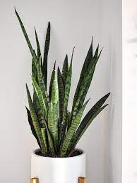 Indoor Plants As Per Your Vastu For