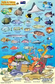 Turks Caicos Coral Reef Creatures Guide Franko Maps