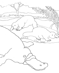 This listing is for our paisley platypus colouring page. Caroline Arnold Art And Books Platypus Coloring Page