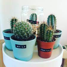 Cactus and succulents for sale. Do You Name Your Cactis Or Succulents Succulents