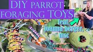 diy parrot foraging toys feat joanna