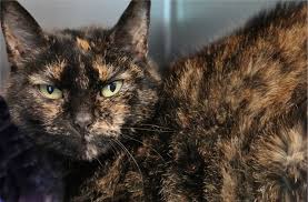 Acc facilities operate in all five boroughs. Tortie Cats Kittens In Need Of Rescue Adoption Home Facebook