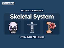 skeletal system anatomy and physiology