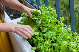 How To Start An Herb Garden Bustling