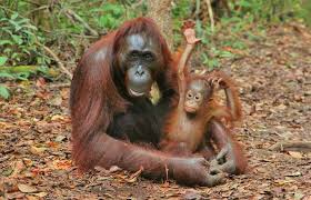 The word of orang utan from malay, that means man of the jungle. Volunteer With Orangutans In Indonesia Wildlife And Rescue Sanctuary