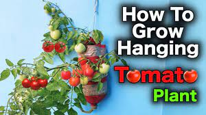 grow hanging tomato plant