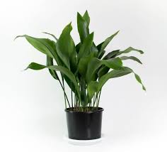 33 Best Indoor House Plants For Your