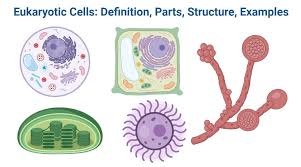 eukaryotic cells definition parts