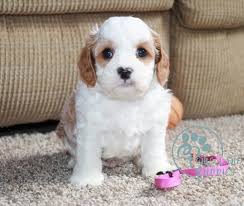For your cavapoo puppy, feed them 1 cup of kibble plus an additional 200 calories per day. Cavapoo Puppies For Adoption The Y Guide