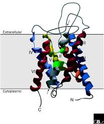 aquaporin subunit monomer