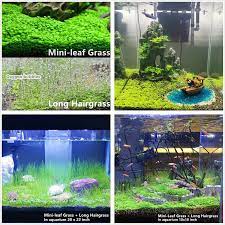 live aquarium plant seeds combo fresh