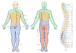 pinched nerve radiculopathy back pain