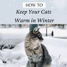 Outdoor Cats Warm And Safe In Winter