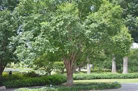 The 5 Fastest Growing Trees For Shade