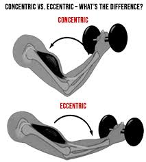 eccentric vs concentric training