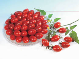 tomato cherry sugary 60 days t t seeds