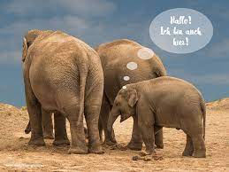 Lustiger elefant afrikanischer elefant elefanten bilder lustige tierfotos exotische tiere tierkinder nashorn wilde tiere niedliche tiere. Elefant Elefant Hintergrundbilder Hintergrundbilder Kostenlos