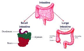 the intestine is divided into the small