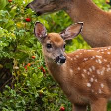 Attracting deer to your property doesn't have to be hard. How To Keep Deer Away From Your Landscape