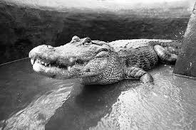 SF alligators: When giant reptiles were moved (ever so carefully)