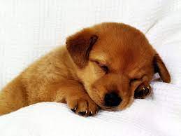Cute Puppies Wallpapers - Wallpaper Cave