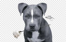 The staffordshire bull terrier shares the same ancestry as the bull terrier, i.e. American Pit Bull Terrier Staffordshire Bull Terrier American Staffordshire Terrier Puppy Animals Carnivoran Dog Like Mammal Png Pngwing