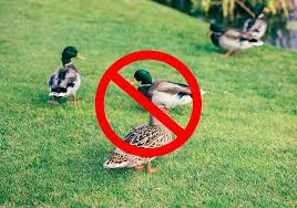 15 tips on how to get rid of ducks fast