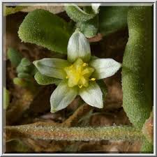 Photo 1363-05: Aizoon hispanicum (Aizoanthemum hispanicum ...