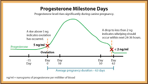 Ovulation Progesterone Levels Chart Estrogen Levels In Women