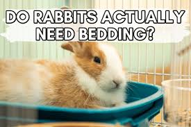 Do Rabbits Really Need Bedding The