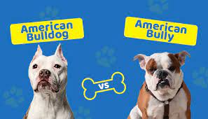 american bulldog vs american bully
