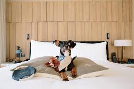 these are the best pet friendly hotels