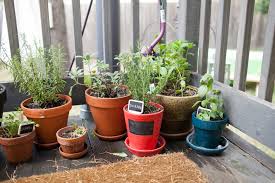 how to create a potted herb garden