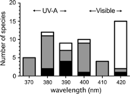 Photosynthetic Benefits Of Ultraviolet A To Pimelea