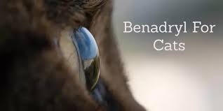 Benadryl Diphenhydramine For Cats Cat World
