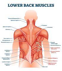 Upper border of ribs ii to v. Lower Back Muscle Anatomy And Low Back Pain