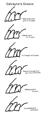 Www Horse Teeth Age Chart Aging Horses Teeth By