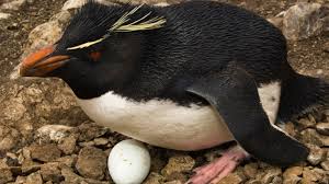 why crested penguins always lay doomed eggs