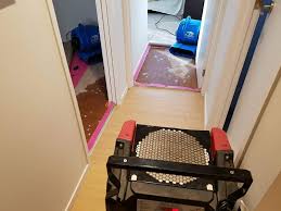 elite carpet cleaning carpet cleaning