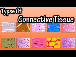 types of connective tissue what is