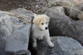 Great Pyrenees Wikiwand