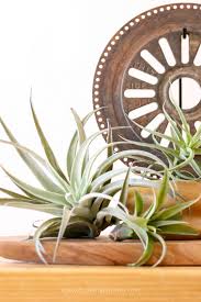 Are air plants poisonous to cats. Air Plants They Toxic And What S Toxic To Air Plants
