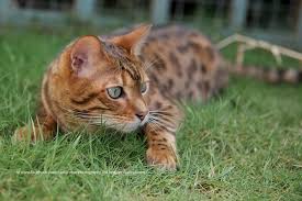 The bengal cat is a beautiful, medium to large size, athletic cat. Bengal Cat Facts Bengal Cat World