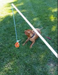 I have seen various diy flirt poles but most of them have long poles and look like fishing poles with dog toys dangling in the air. Mental Enrichment Idea Day Easy Breezy Dog Training Facebook